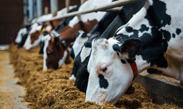 Cows eating