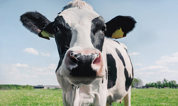 le bœuf cultivé est meilleur pour la planète