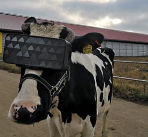 Russian farms trials VR cow headset to increase milk production