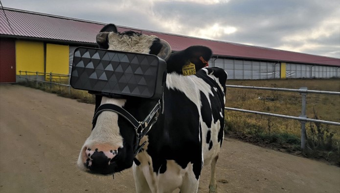 Russian farms trials VR cow headset to increase milk production