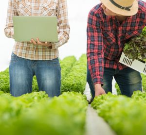 Food safety investments boost overall revenue for small farms, finds study