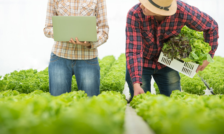 Food safety investments boost overall revenue for small farms, finds study