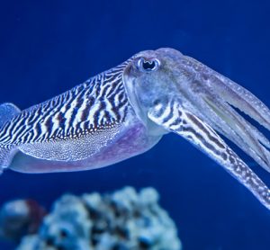 Trawled cuttlefish added to MCS 'Fish to Avoid' red list