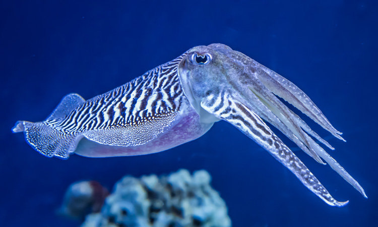 Trawled cuttlefish added to MCS 'Fish to Avoid' red list