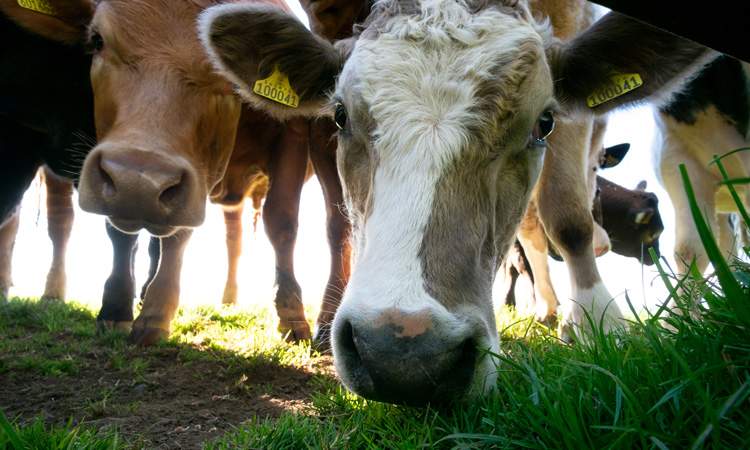 Scottish dairy farmers urged to take part in disease study