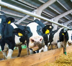 Study examines environmental footprint of dairy cows over 50 years