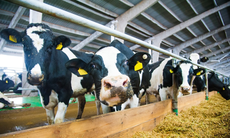 Study examines environmental footprint of dairy cows over 50 years