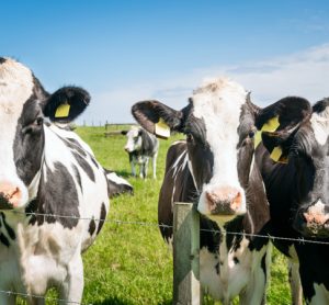 dairy project receives £50,000 development funding