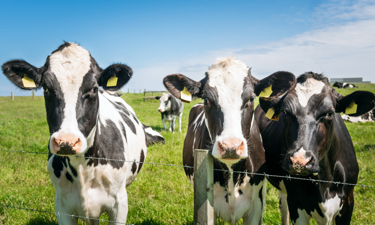 dairy project receives £50,000 development funding