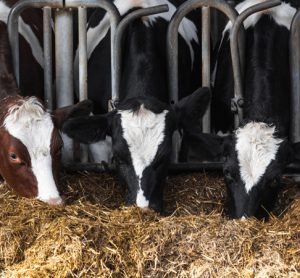 Clay as a dairy cattle feed supplement has multiple benefits, says study