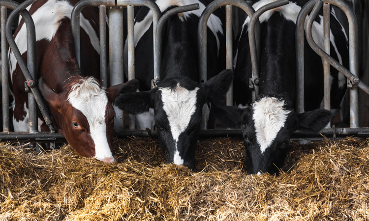 Clay as a dairy cattle feed supplement has multiple benefits, says study