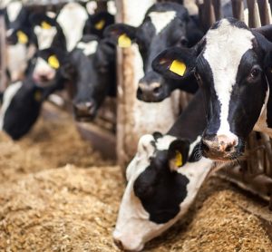 Coalition calls for mega-dairy emissions to be included in Oregon plan