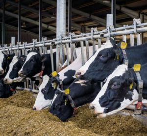 Dairy and cattle industries predicted to collapse