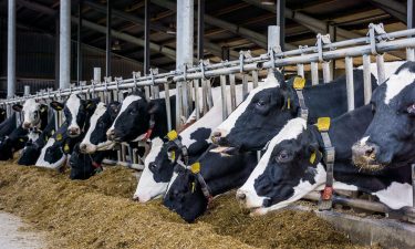 dairy farm cows