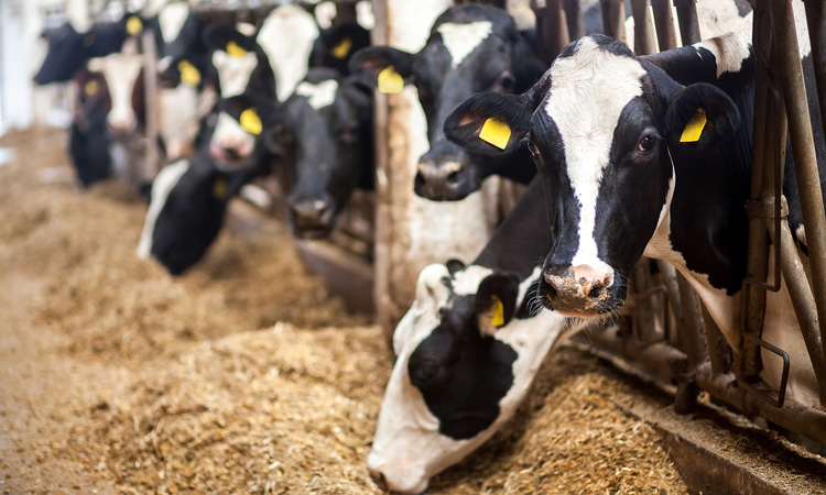 Coalition calls for mega-dairy emissions to be included in Oregon plan