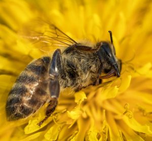 neonicotinoids