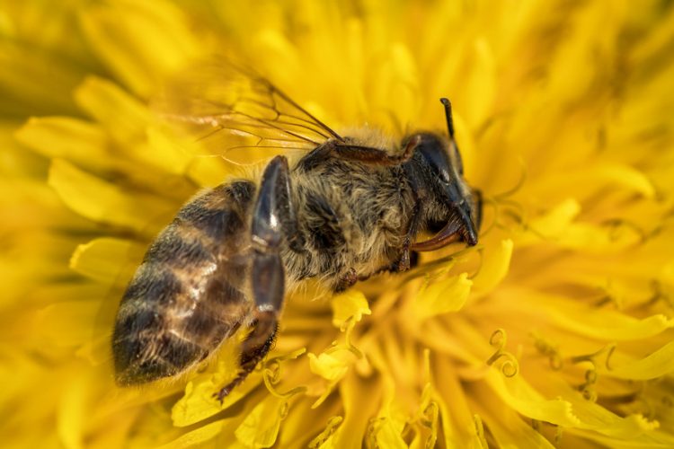 neonicotinoids