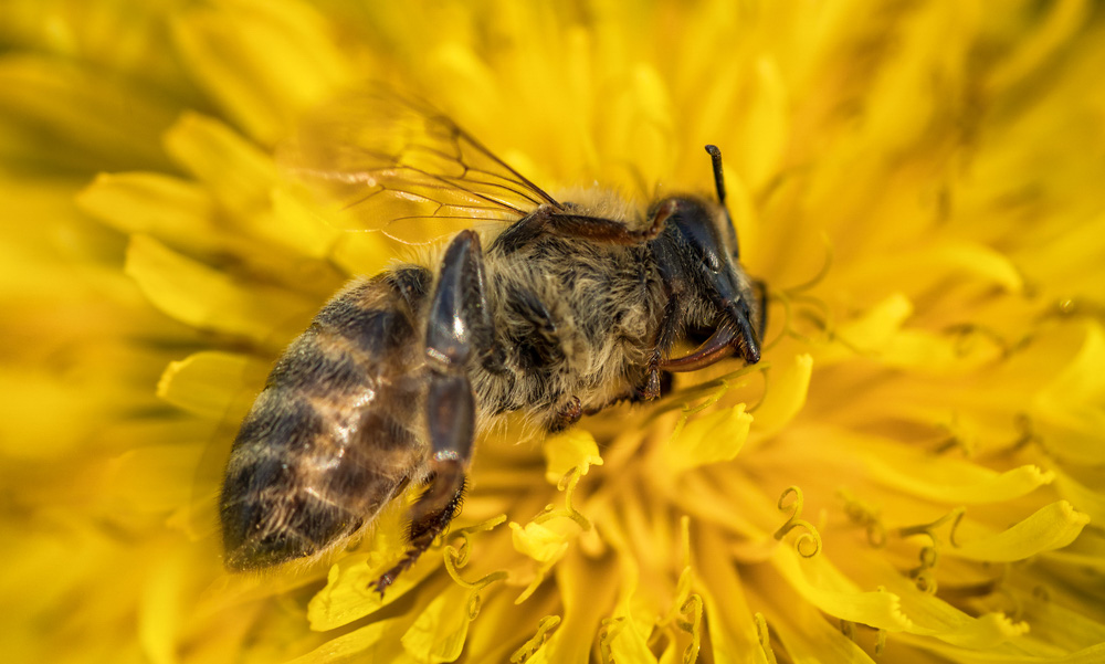 neonicotinoids