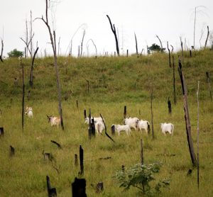 Tesco calls for deforestation-free food after Greenpeace call out