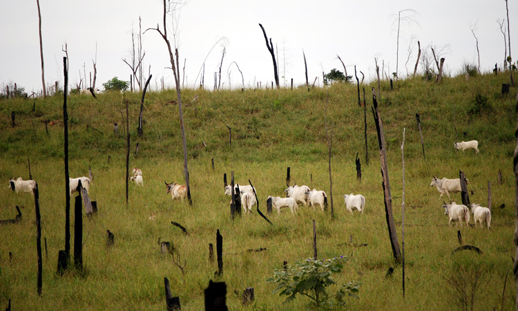 Tesco calls for deforestation-free food after Greenpeace call out