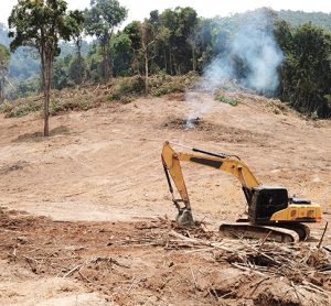 deforestation as a result of palm oil plantations