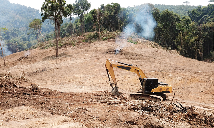 deforestation as a result of palm oil plantations