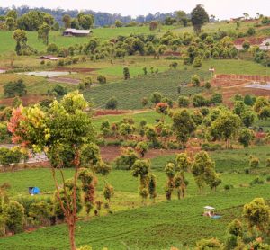 Deforestation for consumer products increases malaria risk, research finds