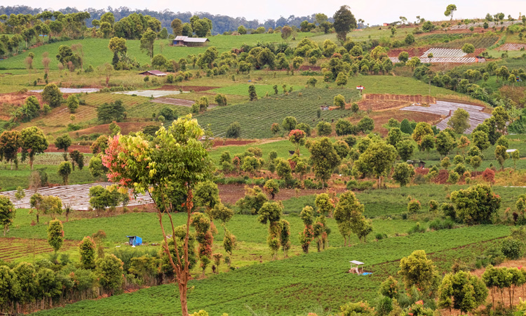 Deforestation for consumer products increases malaria risk, research finds