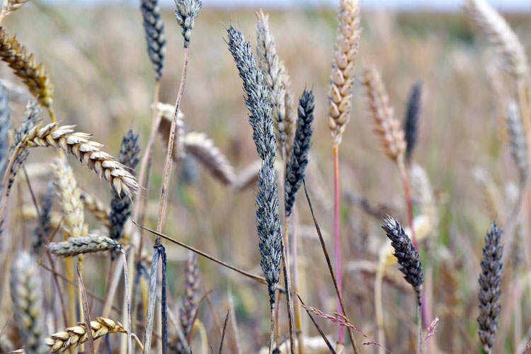 Diseased corn crop food safety hazard