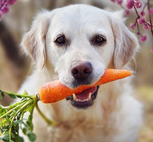 dog and carrot