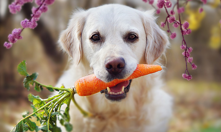 A third of dog owners believe plant-based is better for pets, research finds