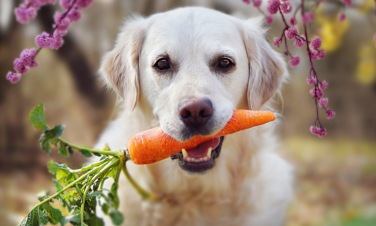 dog and carrot