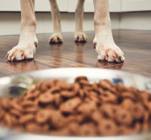 Wood-derived yeast tested in dog food