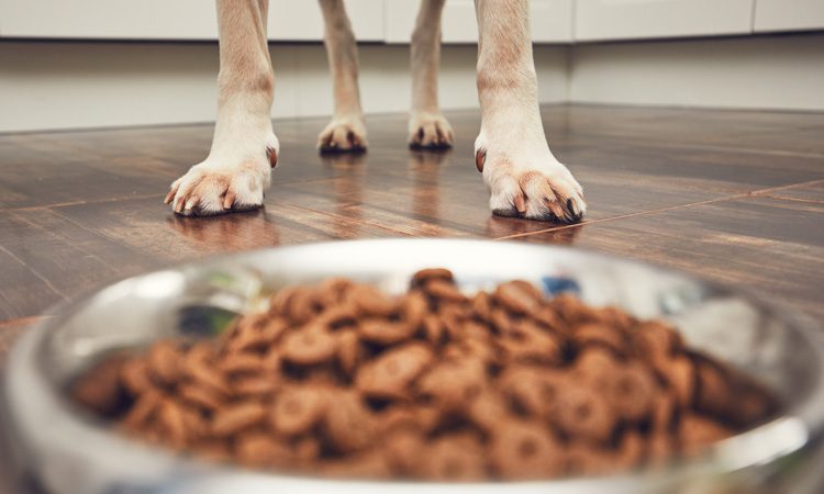 Wood-derived yeast tested in dog food