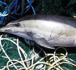 dolphins bycatch