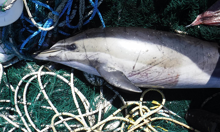 dolphins bycatch