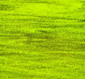 duckweed-food-potential