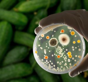 UK research shows societal burden of foodborne pathogens