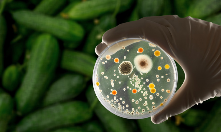 UK research shows societal burden of foodborne pathogens