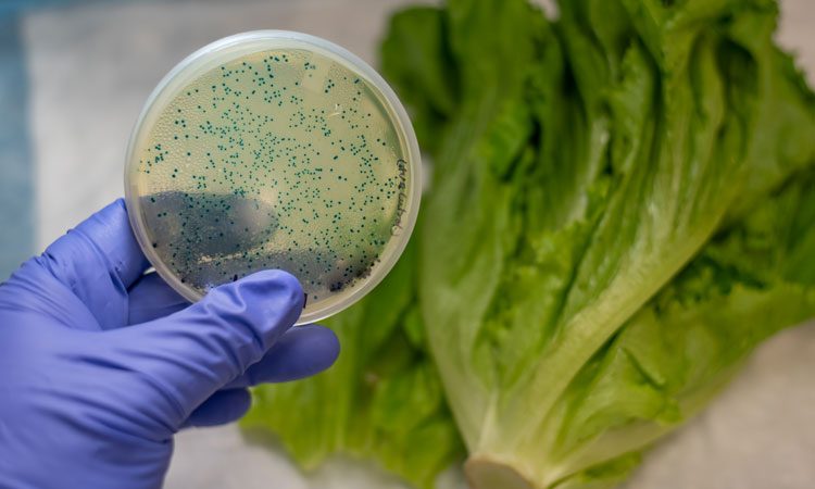 e.coli lettuce