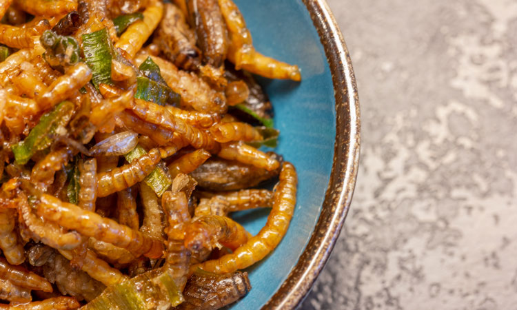 download eating mealworms download eating mealworms
