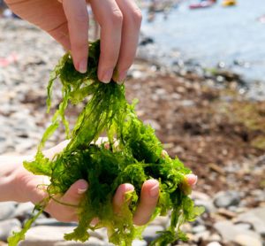 edible-seaweed-inforgraphicv