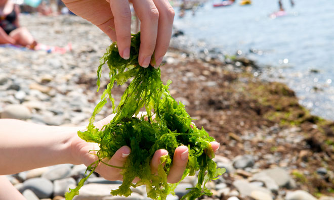 edible-seaweed-inforgraphicv