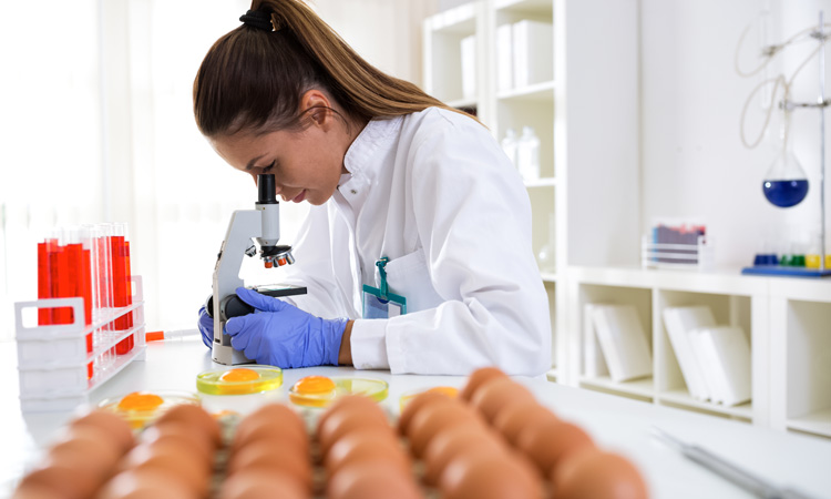 Researchers find solution to prevent salmonellosis in raw eggs