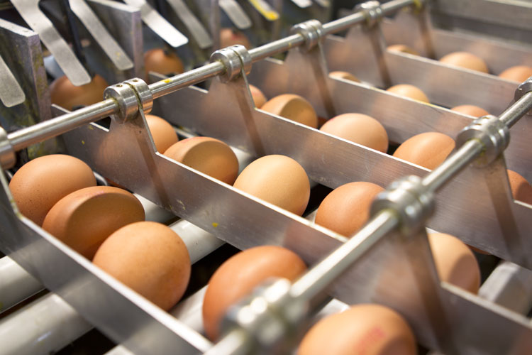 eggs in production