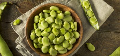 Raw Organic Fresh Green Fava Beans in a bowl