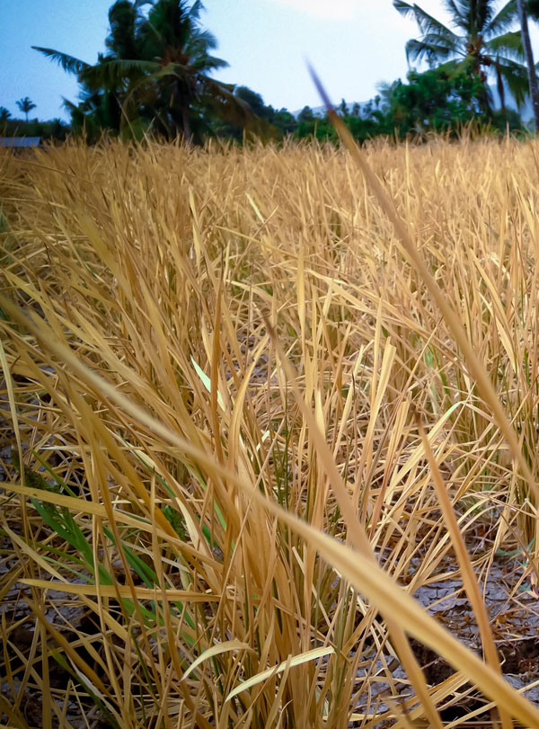 charity campaign to help failed crops