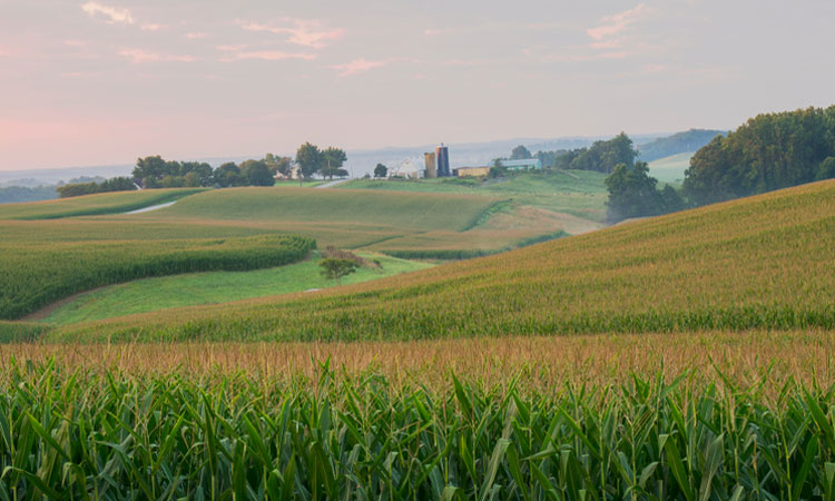 farm-field