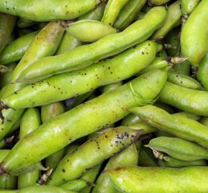 Researchers point to fava beans as favourable non-soy plant protein source