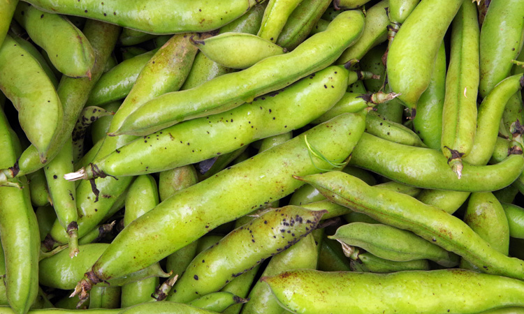 Researchers point to fava beans as favourable non-soy plant protein source